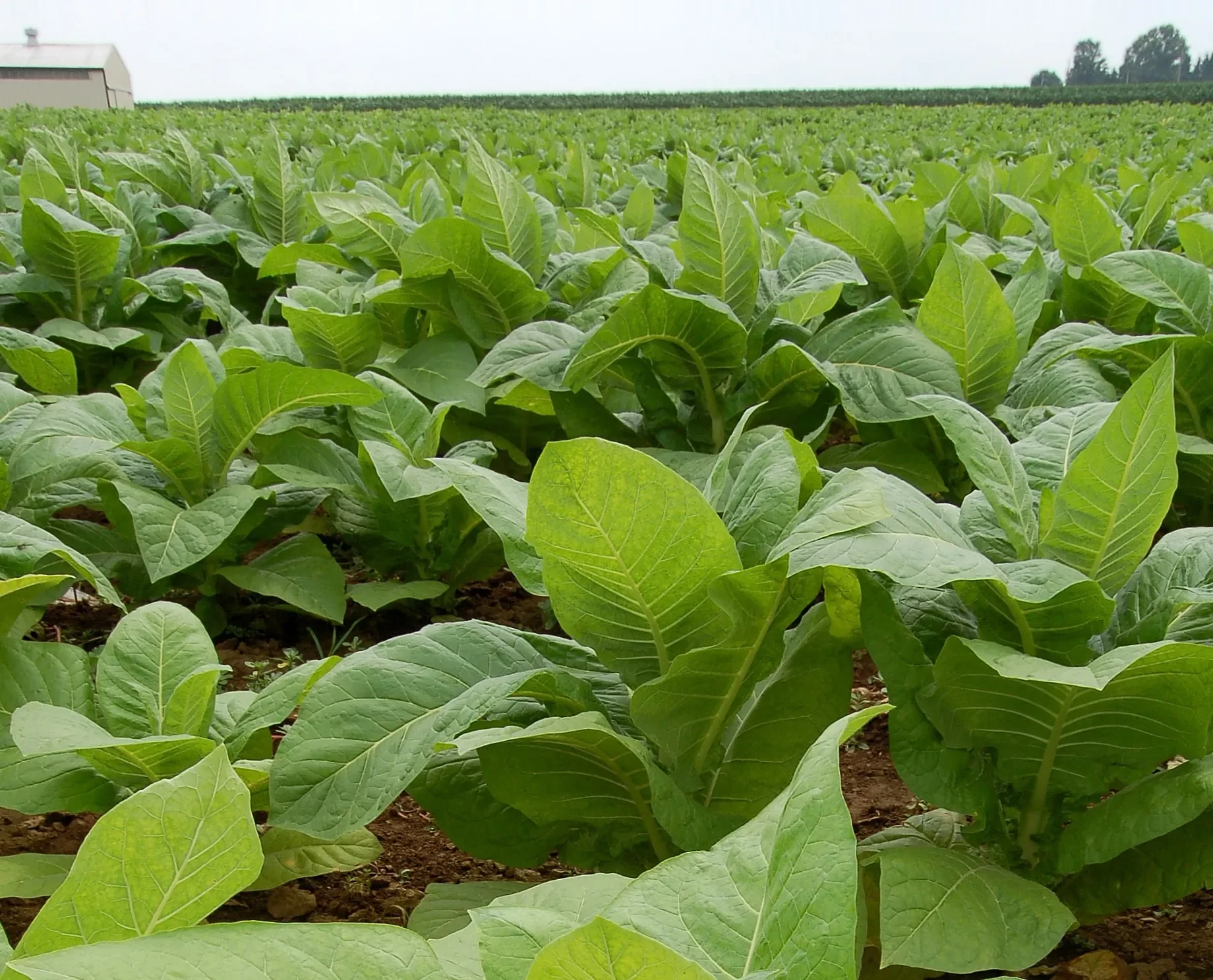 Hojas de tabaco en un campo de cultivo; imagen referencial del archivo institucional